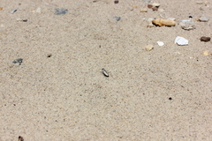 Habroscelimorpha dorsalis