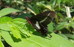 Parides proneus