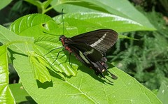 Parides proneus