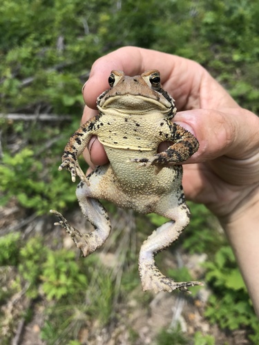 American Toad photographed in Pennsylvania