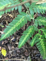 Arachniodes simplicior