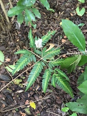 Arachniodes simplicior