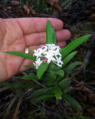 Pimelea longifolia