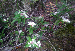 Pimelea longifolia