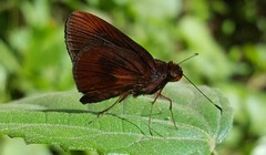 Miltomiges cinnamomea