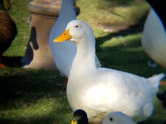 Anas platyrhynchos domesticus