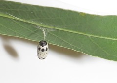 Charops spinitarsis