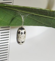 Charops spinitarsis