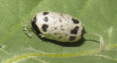 Charops spinitarsis