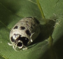 Charops spinitarsis