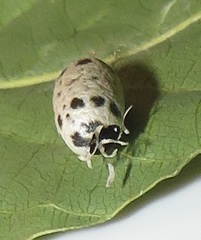 Charops spinitarsis