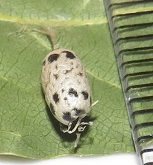 Charops spinitarsis