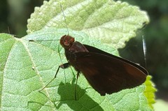 Miltomiges cinnamomea