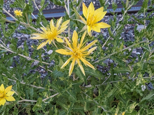 Image of Mentzelia reverchonii by (c) Cleveland Powell, some rights reserved (CC BY)