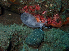 Synaptula