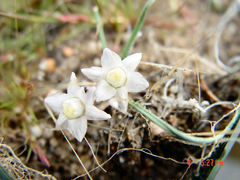 Muilla coronata