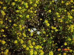 Muilla coronata