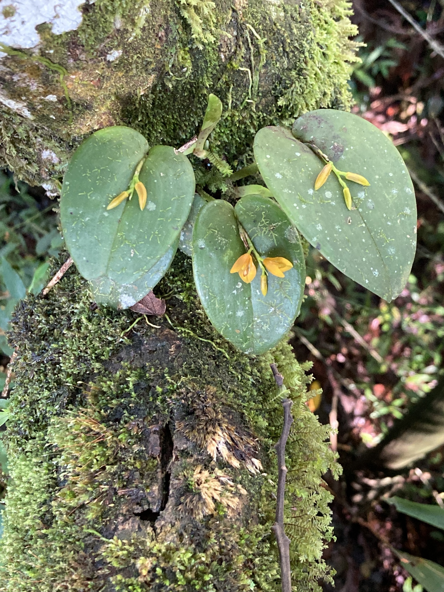 Imagem de Cipó-de-sapo