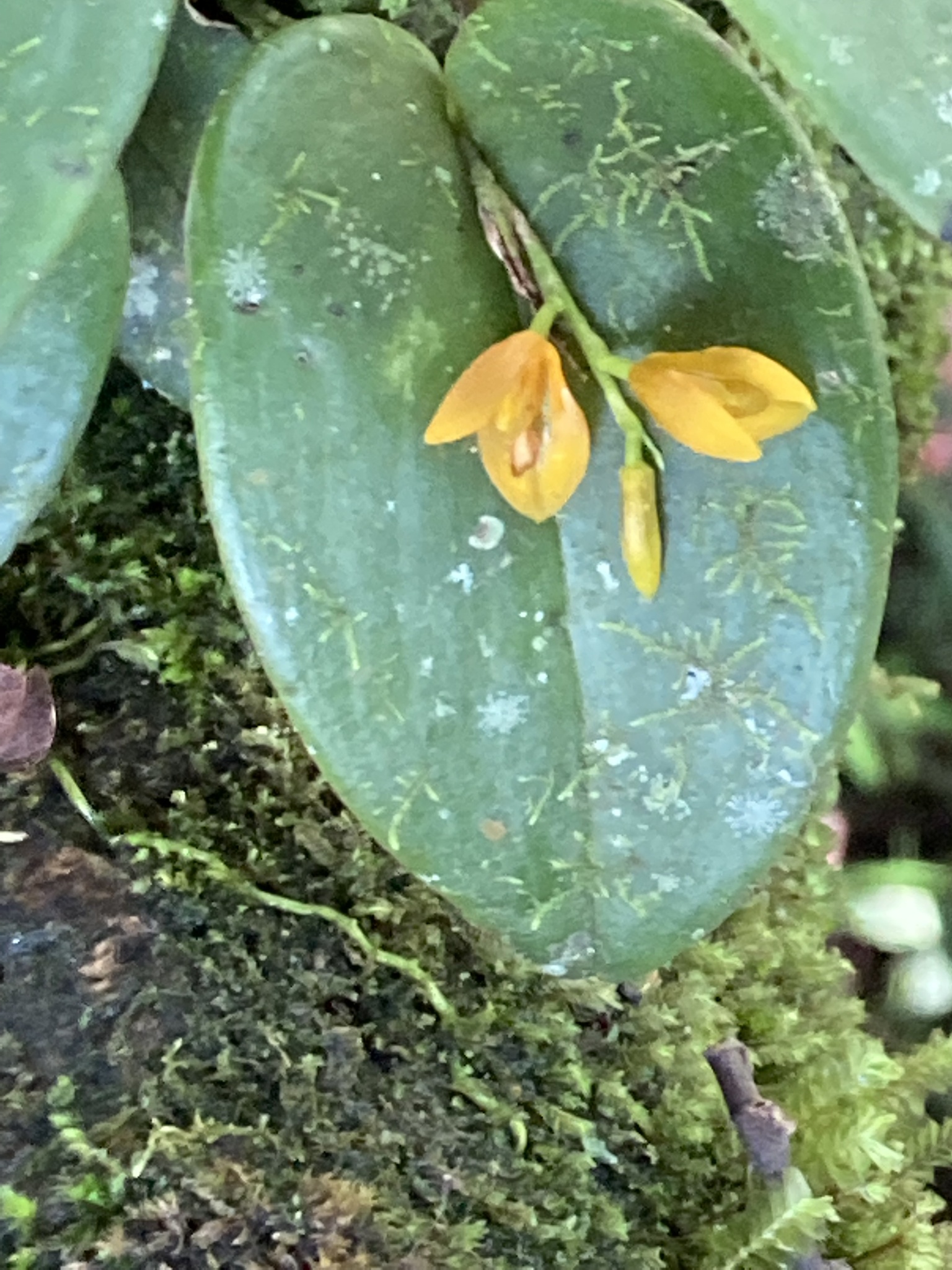 Imagem de Cipó-de-sapo
