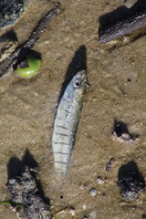 Fundulus similis
