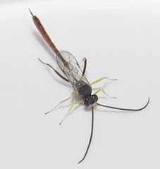 Charops spinitarsis