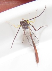 Charops spinitarsis