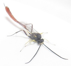 Charops spinitarsis