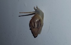 Drymaeus semistriatus
