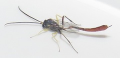 Charops spinitarsis