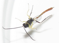 Charops spinitarsis