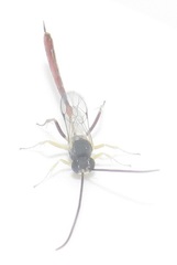 Charops spinitarsis