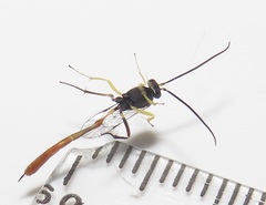 Charops spinitarsis