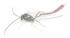 Charops spinitarsis