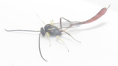 Charops spinitarsis