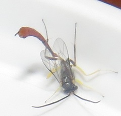 Charops spinitarsis
