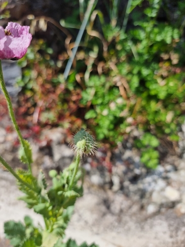 Papaver image