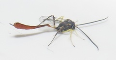 Charops spinitarsis