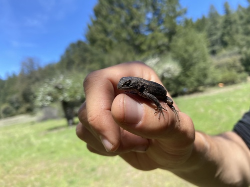 iNaturalist observation photo of Western Fence Lizard
