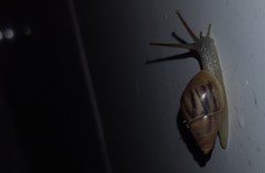 Drymaeus semistriatus