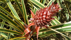Ananas comosus bracteatus
