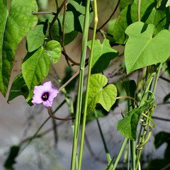 Ipomoea triloba