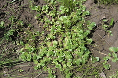 Isoetes melanopoda