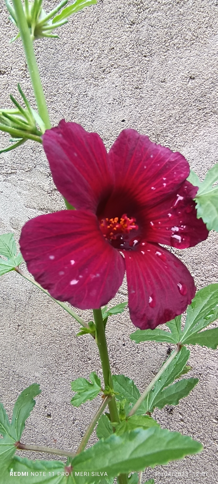 Hibiscus radiatus