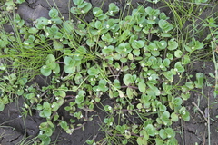Isoetes melanopoda