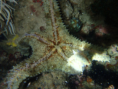 Asteropsis carinifera