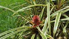 Ananas comosus bracteatus