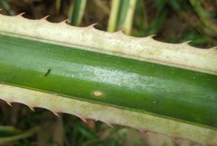 Ananas comosus bracteatus