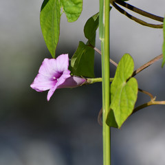 Ipomoea triloba