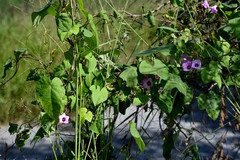 Ipomoea triloba