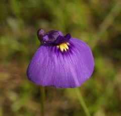 Utricularia beaugleholei
